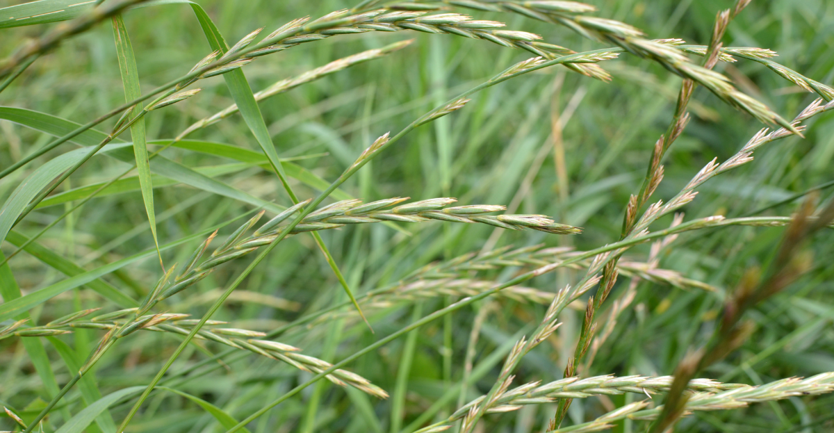 Couch Grass